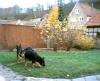 Schäferhundwelpen mit sehr viel Ostblut !