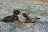 2 süße Malinois-Mix Welpen / belgischer Schäferhund Hündinnen
