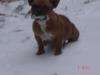 fr bulldogge 