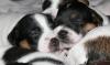 Parson Jack Russell Welpen aus guter Welpenabstammung 