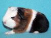 Rassemeerschweinchen aus Hobbyzucht