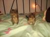 Suche Liebevolles Zuhause♥!