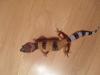 Leopardgeckos NZ 2010