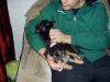 Chihuahua-mix-welpen
