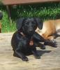 Neele,  Schwarze Dackelhündin,  geb ca 2005,  Größe ca 30 cm sucht neuen Besitzer