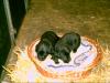 Labrador /  Golden Retriever Welpen zu verkaufen