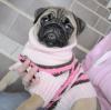 !!! MOPS mit FCI papieren !!!