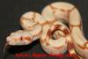 Weihnachts- boa albino /  sunglow    