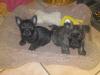 Cairn Terrier