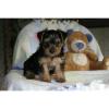 reinen Rasse Yorkshire Terrier Welpen für Weihnachten