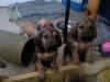 Bloodhound,  Bluthund,  zukünftiger Rettungshund sucht Betätigungsfeld