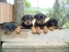 Rottweilerwelpen bildschön ab 10.01.2011