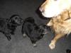 süsser golden retrivermix zu verkaufen