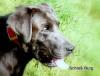 Typvoller Labradordeckrüde in der seltenen Farbe silber/ charcoal