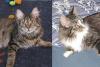Maine Coon Geschwisterpaar (M/ W) umständehalber abzugeben