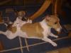 jack russel terrier welpe