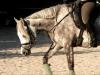 Biete einfühlsamen Beritt/ Korrektur für Ihr Pferd/ Pony.