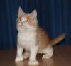 Maine Coon Babys-tapsig ,  verschmust und total süß
