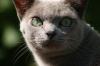 biete Burma Burmesen Katze kastriert 5 J. Farbe lilac total verschmust