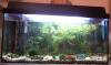verkaufe 60l Aquarium mit viel Zubehör
