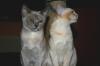 2 süße Burma Burmesen Kitten weibl. Farben: creme u. lilac-tortie sofort abgabeb
