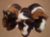 US-Teddys, CH-Teddys und Crested zu vermitteln!