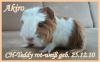 Teddys und Cresteds zu vermitteln  