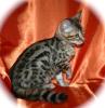 bengal katzen verkaufen