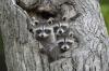 SUCHE Waschbär babys