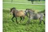 Gold-buckskin farbener Welsh B Hengst 3, 5j. 142Stockm. PAPIERE