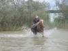 Sport Araber-Haflinger Wallach 4, 5j. flottes pferd 