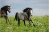 Anatol,  Welsh B Hengst 3, 5j   super Papiere in gold farben