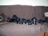 5 Wochen alte Labrador/ Dalmatiner Welpen