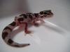 Leopardgecko Jungtiere aus 2010 abzugeben