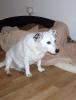 jack russel mix rüde sucht ein zu hause