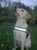 10 monate alte reinrassiger labrador gechippt+entwurmt+mit impfass und nationale