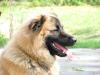 lieber 3 1/ 2 jähriger Husky-Retriever Mix abzugeben