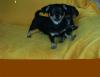 chihuahuamixwelpe 13 Wochen rüde