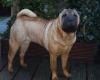 Sharpei Welpen erwartet