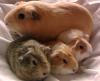 Knopfaugen suchen Kuschelpartner