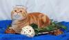 Wunderschöner red tabby classic Deckkater,  Pointtr.;Blutg:A