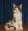 Maine Coon Babys-tapsig ,  verschmust und total süß