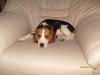 Beagle Baby 14 Wochen :-)   RÜDE