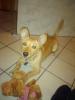 Jack-Russel-Mix Weibchen ca.6Monate abzugeben!!!!
