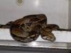 Boa constrictor imperator (kolumbien) , abgottschlange