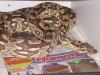 Acrantophis dumererili,  südliche Madagaskarboa