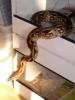  nördlich madagaskarboa,  acrantophis madagascariensis