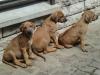 Rhodesian Ridgeback Welpen