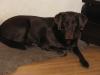 Hundesitting