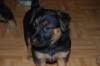 Schäferhund-mischlings-Welpen suchen liebes zu Hause